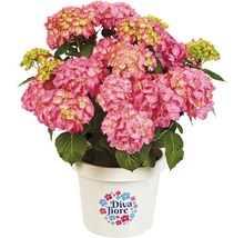Hortensia Hydrangea macrophylla 'DIVA FIORE®' Co 5L upprepat blommande, sorterad