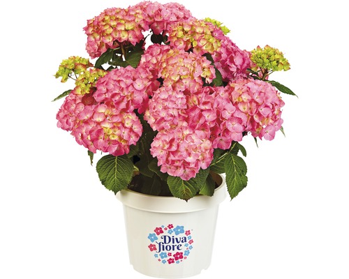 Hortensia Hydrangea macrophylla 'DIVA FIORE®' Co 5L upprepat blommande, sorterad Rosa hortensia i kruka