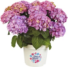 Hortensia Hydrangea macrophylla 'DIVA FIORE®' Co 5L upprepat blommande, sorterad