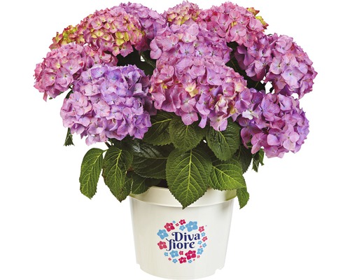 Hortensia i kruka med Diva Fiore-logotyp