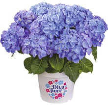 Hortensia Hydrangea macrophylla 'DIVA FIORE®' Co 5L upprepat blommande, sorterad