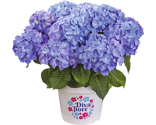 Blå hortensia i kruka