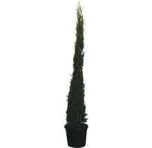Sävcypress i kruka
