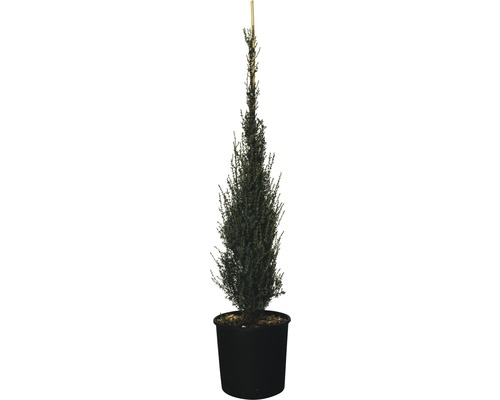 Enbuske FLORASELF Juniperus communis 100-110cm co 15L