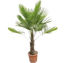 Hampa palm i kruka