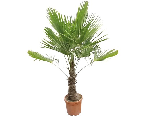 Hampa palm i kruka