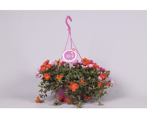 Hängande ampel med Portulaca grandiflora