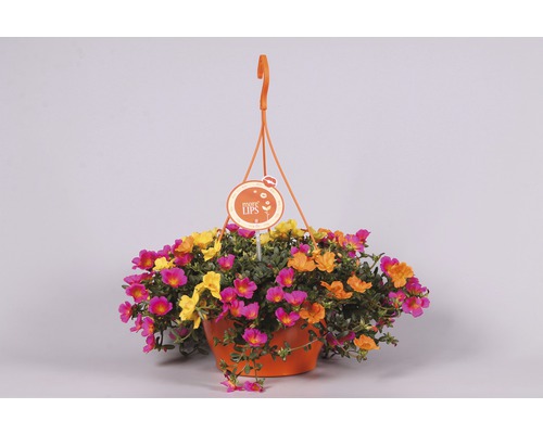 Hängkruka med Portulaca grandiflora i olika färger