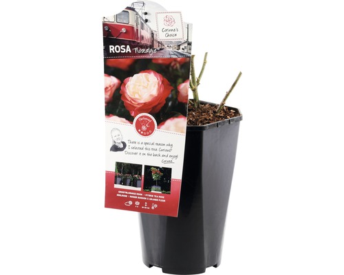 Nostalgie ros i kruka