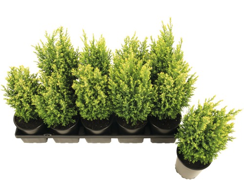 Bricka med flera cypressväxter i kruka