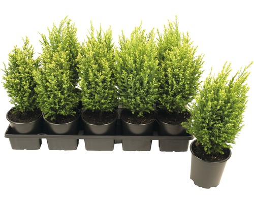 Set med cypresser i krukor