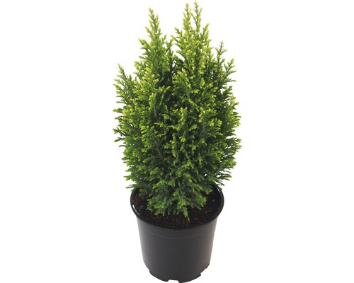 Ädelcypress Snow White FLORASELF 20-25cm minijulgran avsedd för plantering co 0,5L