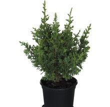 Chamaecyparis pisifera i en kruka