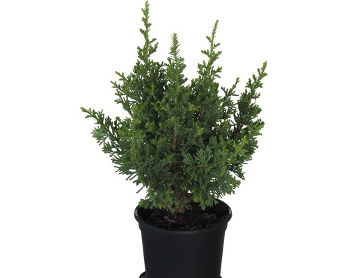 Ädelcypress FLORASELF 'Little Spire' 20-25cm Co 0,8L