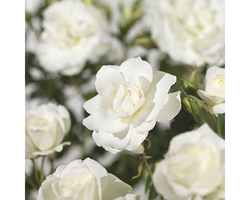 Närbild av vita rosenblommor