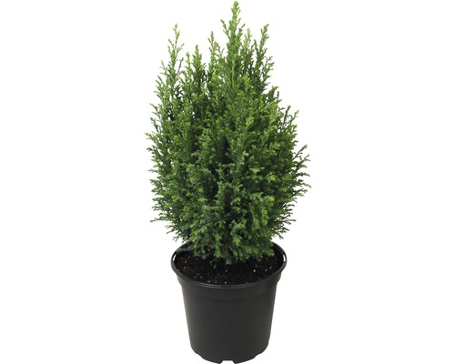 Ädelcypress FLORASELF 20-30cm krukstorlek Ø13cm minijulgran avsedd för plantering