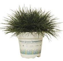 Blåsvingel Festuca Glauca i kruka