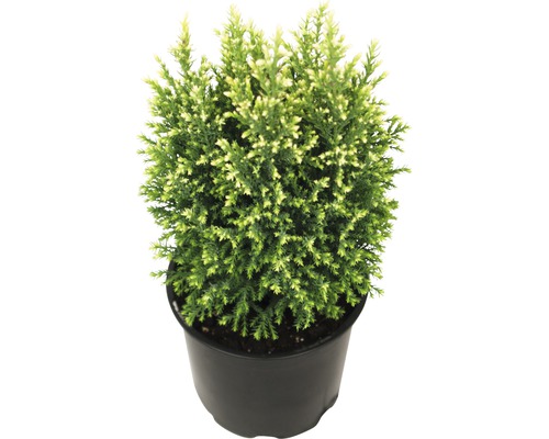 Ädelcypress Snow White FLORASELF 20-25cm krukstorlek Ø13cm minijulgran avsedd för plantering