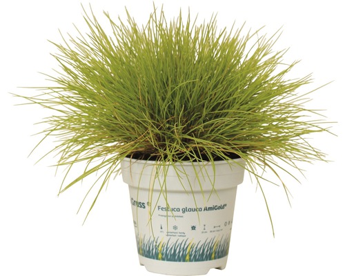 Blåsvingel Festuca Glauca AmiGold i kruka