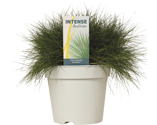Blåsvingel Festuca gautieri ''AmiGreen'' i kruka