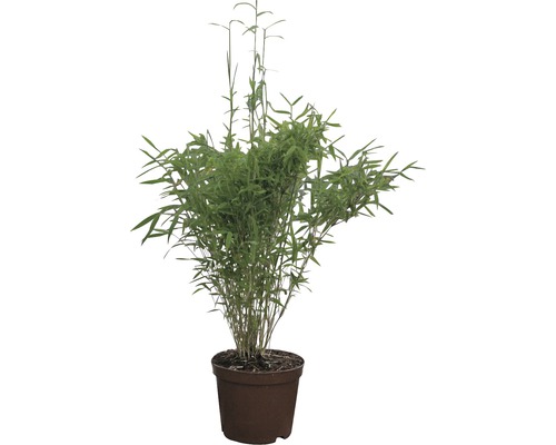 Bambuplantan i kruka