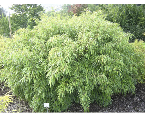 Bambu växt i trädgården