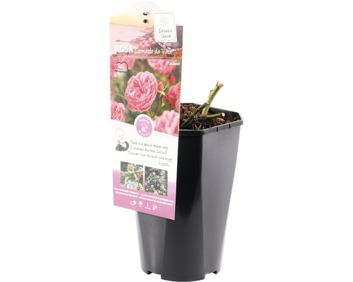 Leonardo da Vinci ros i kruka