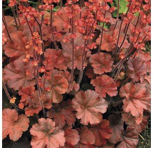 Alunrot växt med blad och blommor