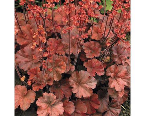 Alunrot växt med blad och blommor