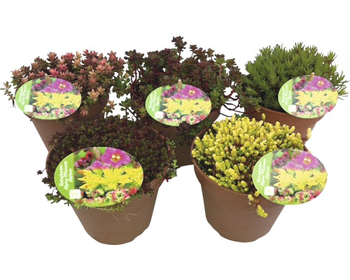 Olika fetbladsväxter i krukor