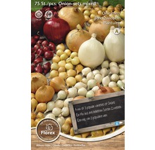 Blandade sättlökar, 75 stycken, för plantering