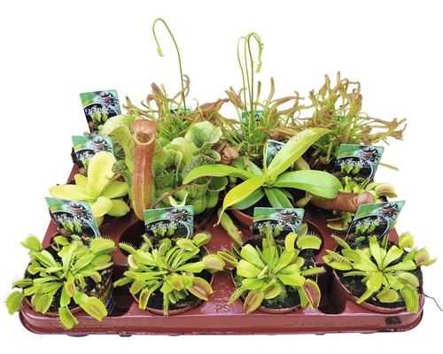 Köttätande växter FLORASELF Dionaea, Nepenthes, Pingucula, Sarracenia, Drosera 8-10cm Ø8,5cm sorterad-0