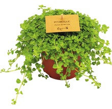 Pilea Depressa krukväxt i kruka