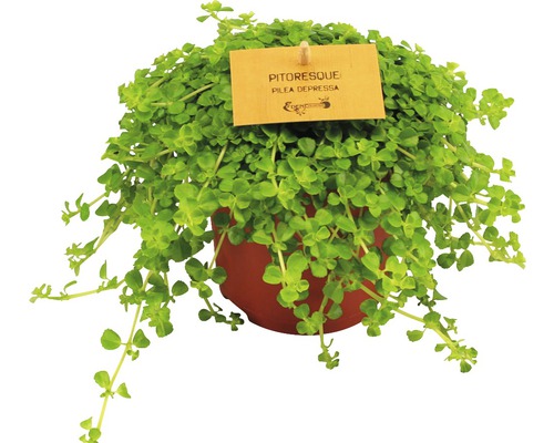 Pilea Depressa krukväxt i kruka