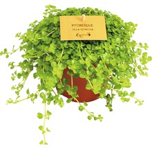 Pilea Depressa-växt i kruka