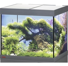Inrett akvarium med växter och dekoration