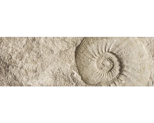 Fossilavtryck i stenplatta