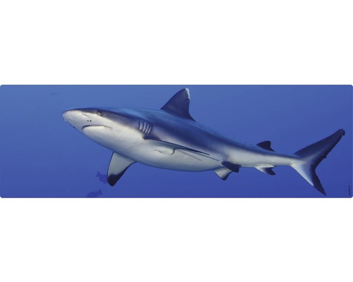 Stänkskydd till badrum MYSPOTTI Aqua blå 1400 x 450 mm Djur Närbild av en grå revhaj i havet.