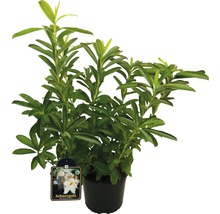 Rhododendron ''Schneegold'' i kruka