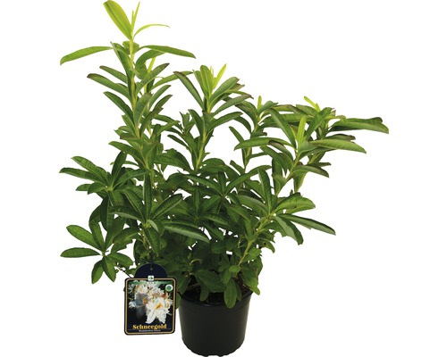 Rhododendron ''Schneegold'' i kruka