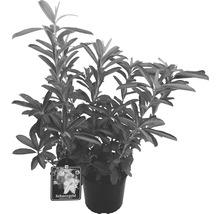 Rhododendron Schneegold i kruka