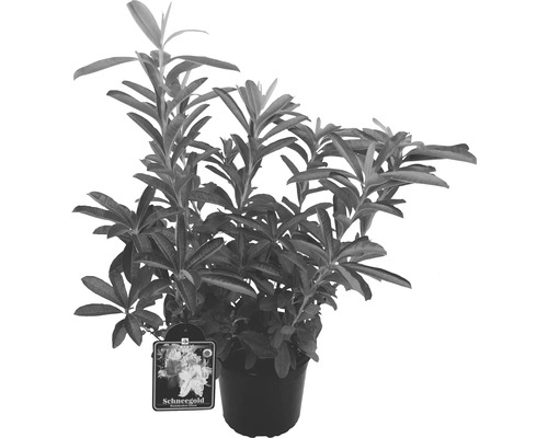 Rhododendron Schneegold i kruka