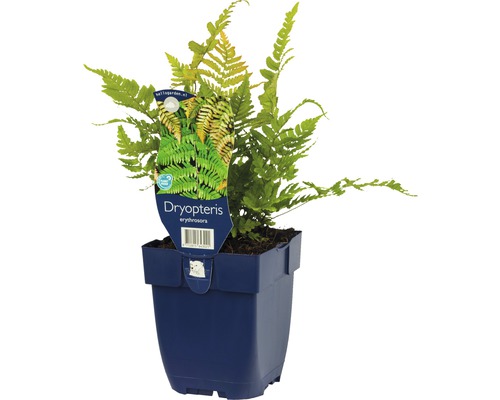 Dryopteris erythrosora ormbunke i kruka