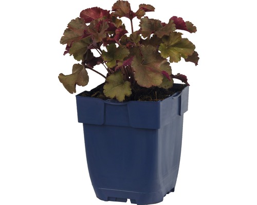 Alunrot växt i kruka