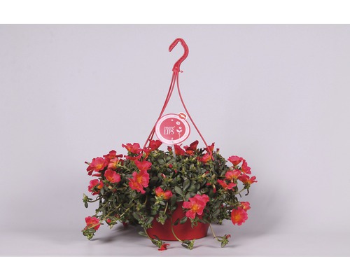 Ampelkruka med portlakros