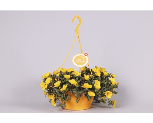 Hängande ampel med gula blommor