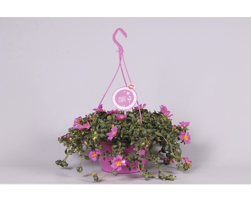 Hängande växt med rosa blommor i kruka