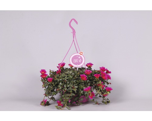 Hängande växt med blommor i kruka