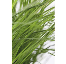 Tuvtåtel FLORASELF Deschampsia cespitosa 10-100cm co 3L