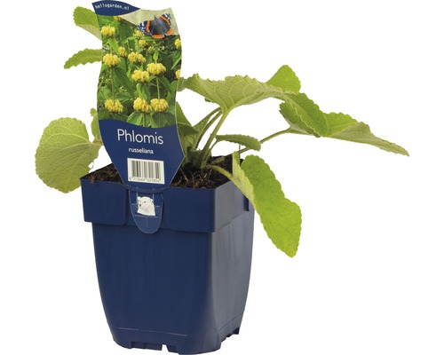 Phlomis russeliana i kruka